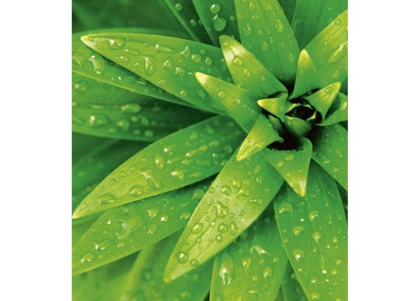 Флизелиновые фотообои Fresh foliage 225x250 см