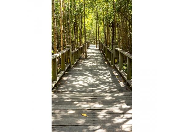 Флизелиновые фотообои Mangrove forest 150x250 см