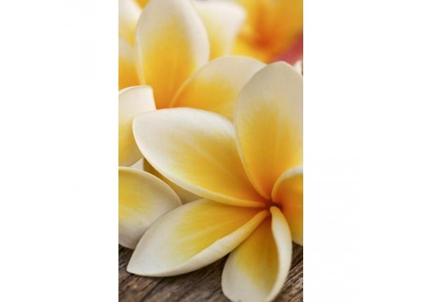 Флизелиновые фотообои Plumeria 150x250 см