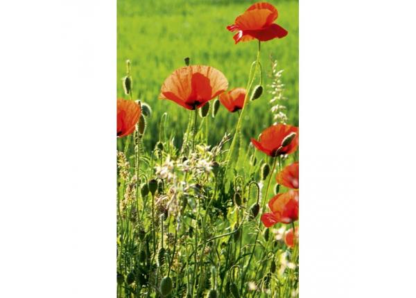 Флизелиновые фотообои Poppy field 150x250 см