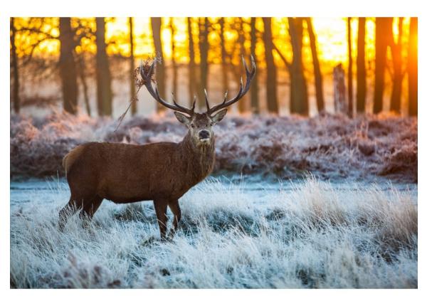 Флизелиновые фотообои Red Deer in Morning Sun 368x245 см