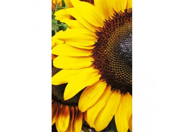Флизелиновые фотообои Sunflowers 150x250 см