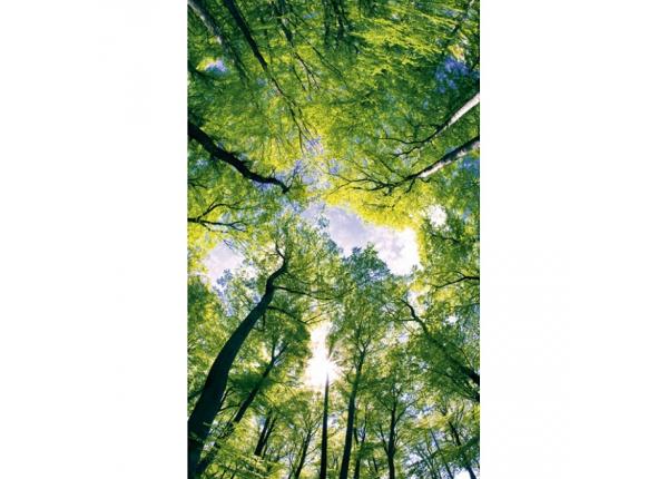 Флизелиновые фотообои Trees 150x250 см