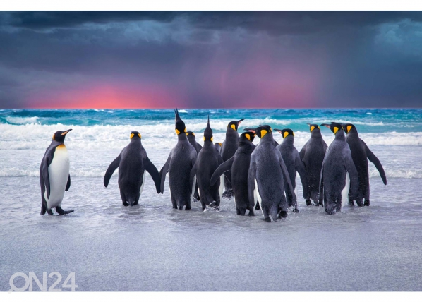 Itsekiinnityvä kuvatapetti King Penguins In The Falkland, ED