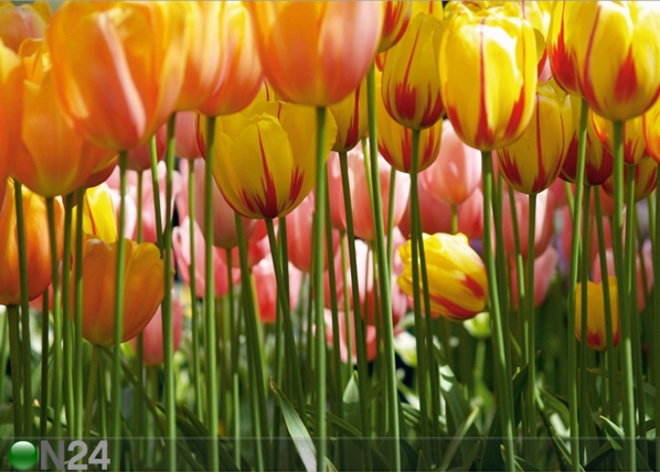 Fliis-fototapeet Tulips 360x270 cm