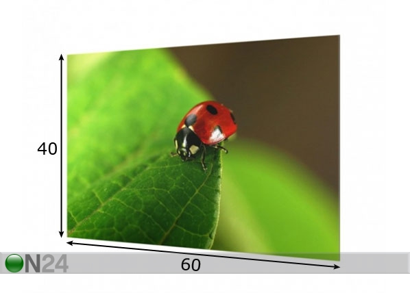 Fotoklaas, köögi tagasein Ladybird 40x60 cm mõõdud