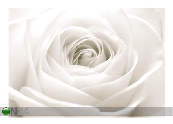 Fototapeet The white rose 400x280 cm