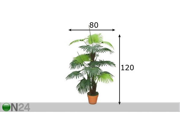 Palmipuu 120cm mõõdud