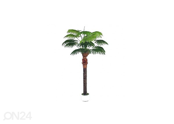 Palmipuu 210cm