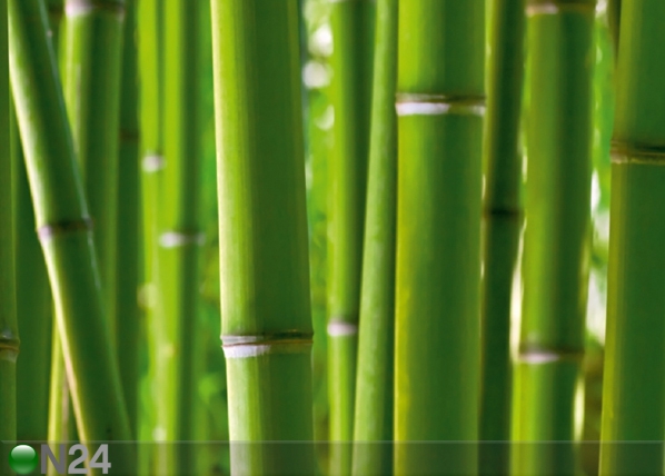 Флизелиновые фотообои Bamboo 360x270 см