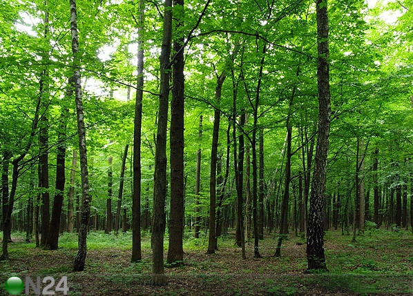 Флизелиновые фотообои Forest 360x270 см