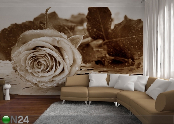 Фотообои Black and white rose 360x254 см