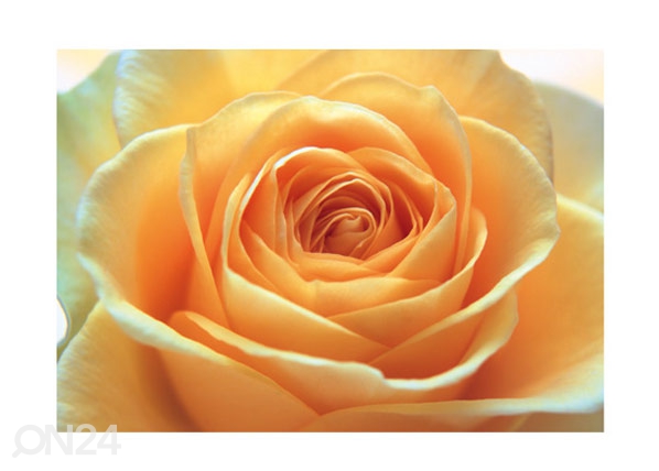 Фотообои The orange rose 400x280 см