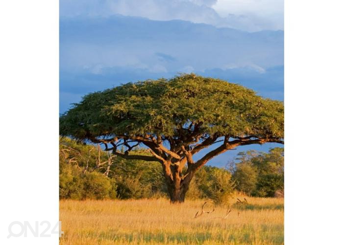 Fliis fototapeet Acacia tree 225x250 cm suurendatud