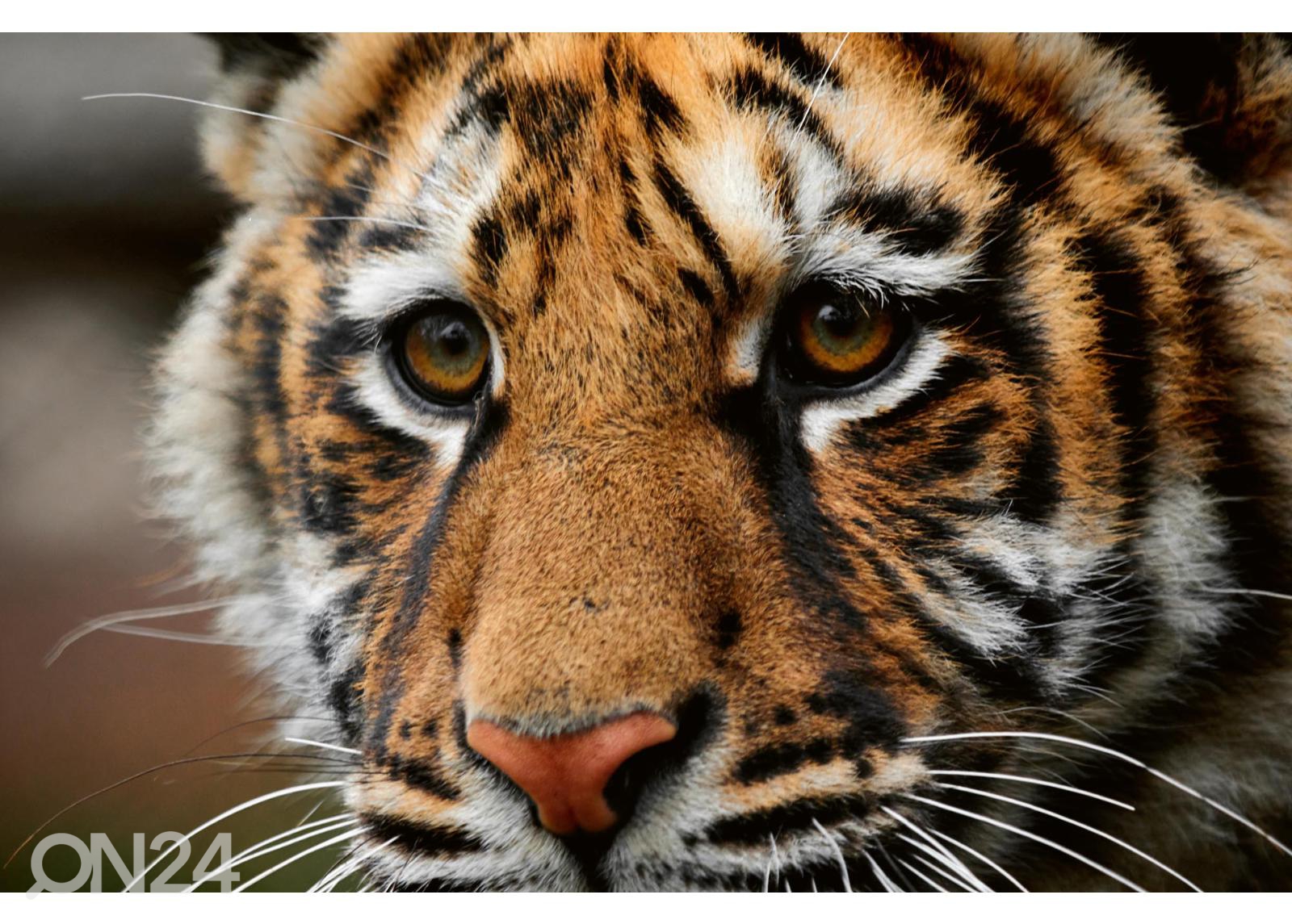 Fliis fototapeet Beautiful Big Tiger suurendatud