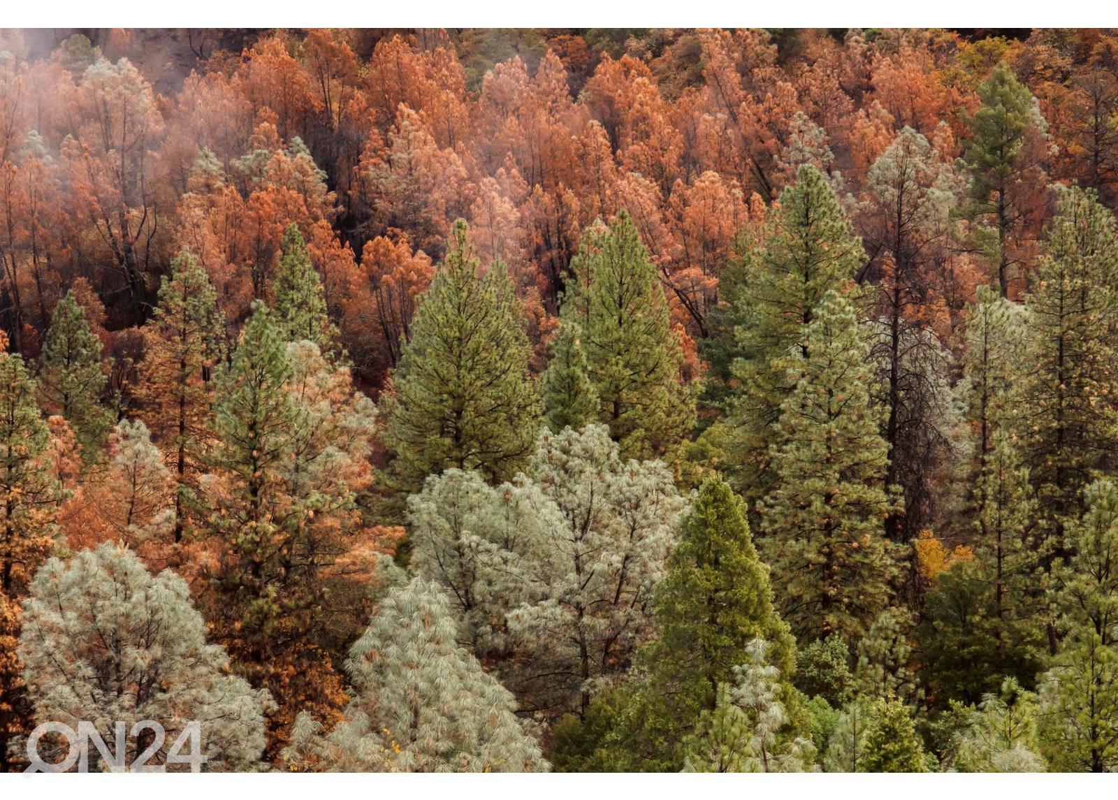 Fliis fototapeet Beautiful Forest suurendatud