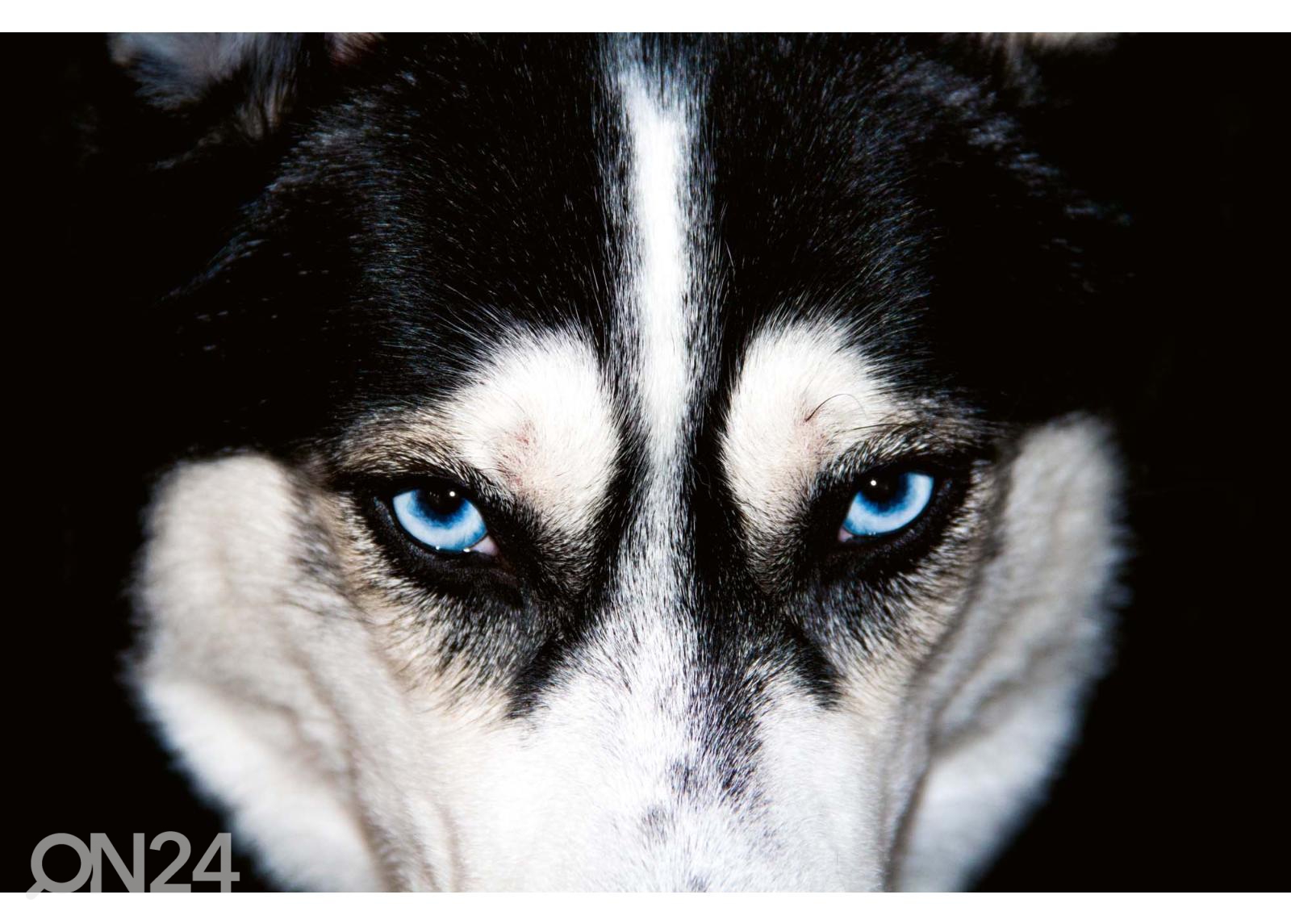 Fliis fototapeet Blue Eyes Husky suurendatud