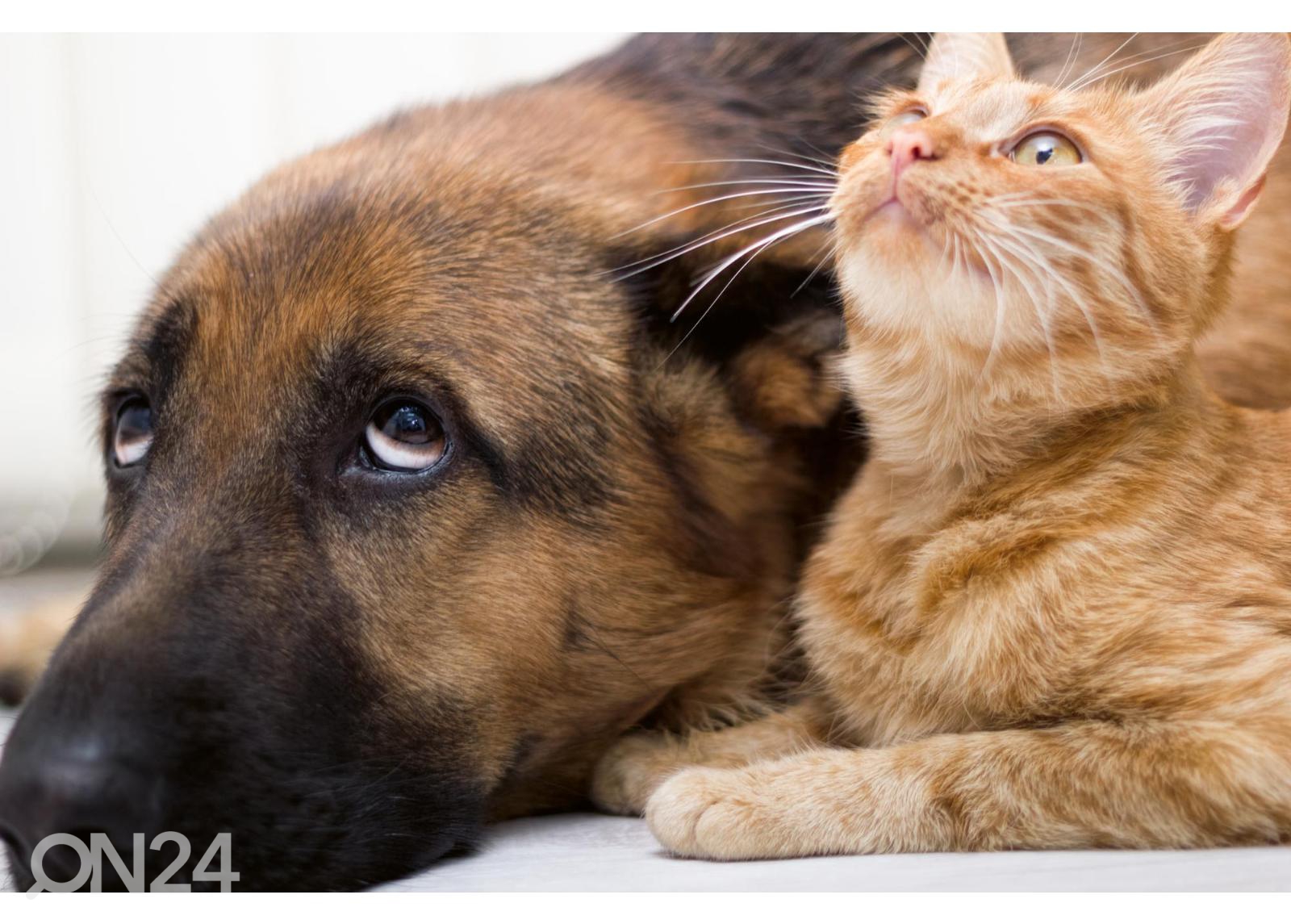 Fliis fototapeet Cat And Dog Together suurendatud