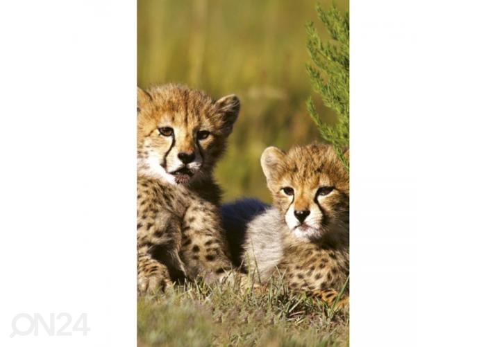 Fliis fototapeet Cheetah 150x250 cm suurendatud