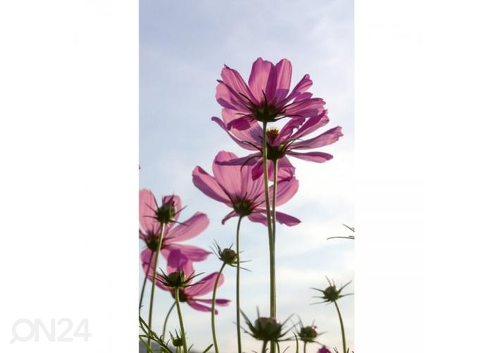 Fliis fototapeet Cosmos flowers 150x250 cm suurendatud