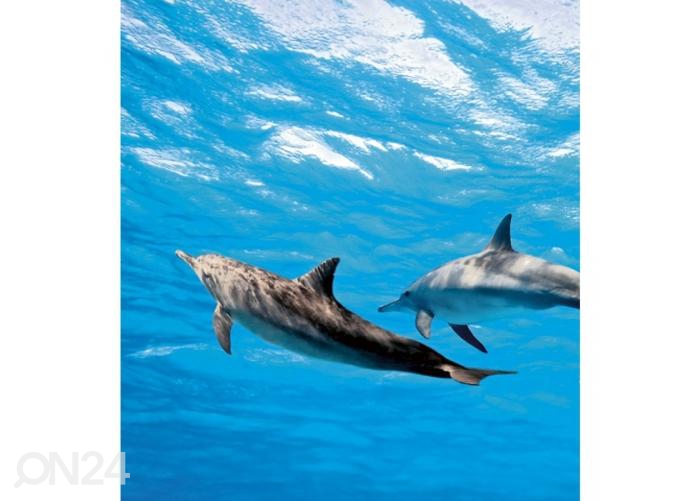 Fliis fototapeet Dolphins 225x250 cm suurendatud