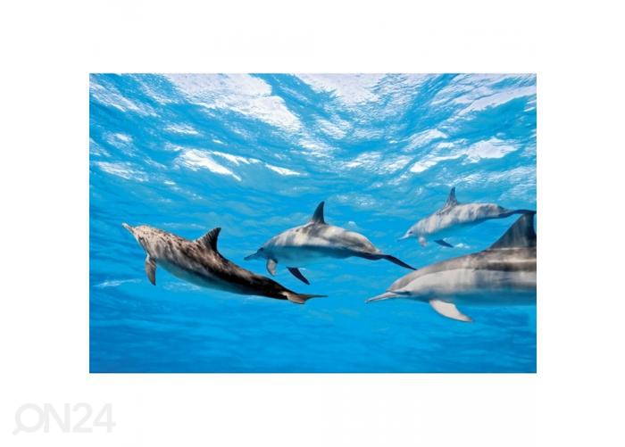 Fliis fototapeet Dolphins 375x250 cm suurendatud