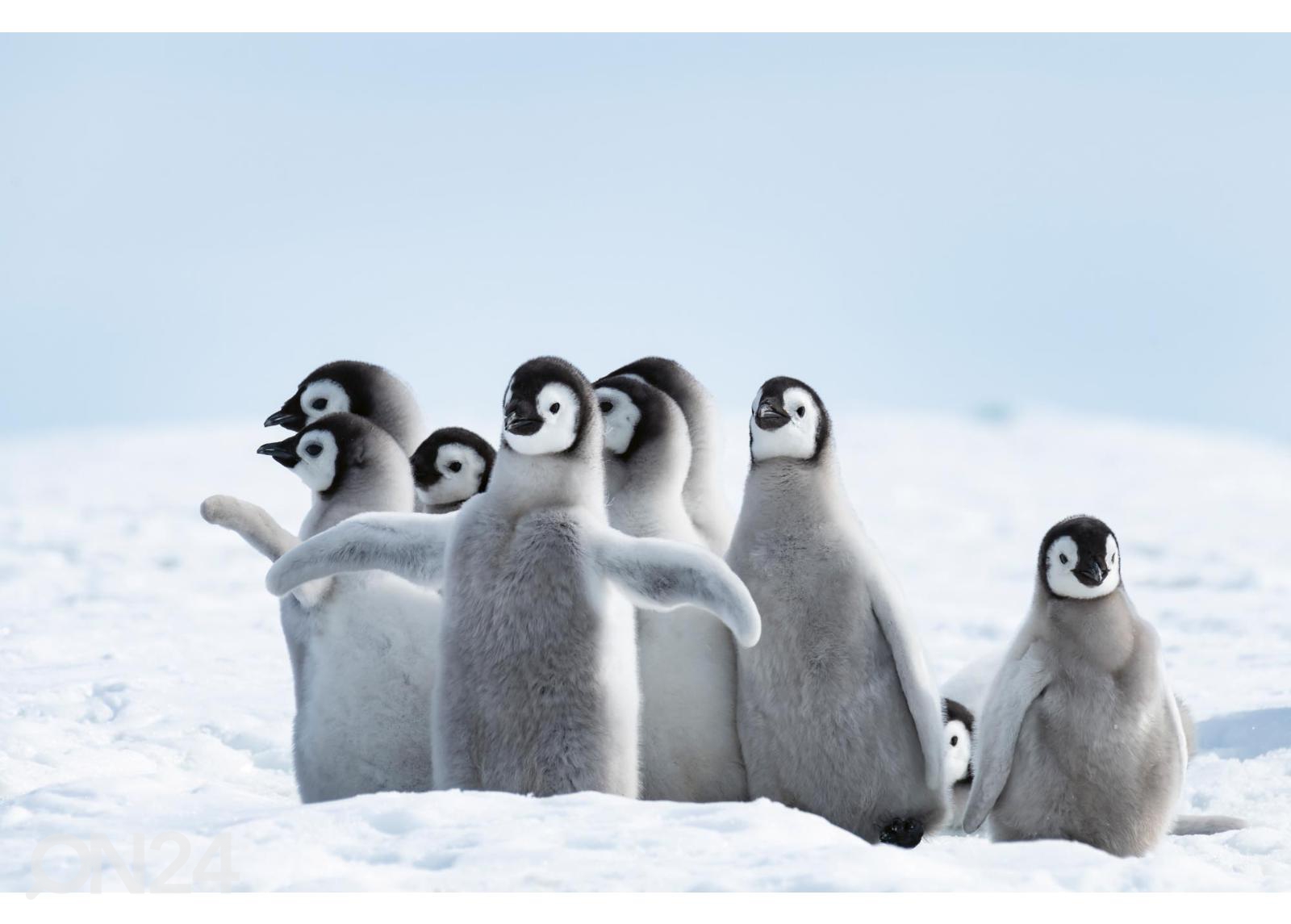 Fliis fototapeet Emperor Penguins Chicks suurendatud