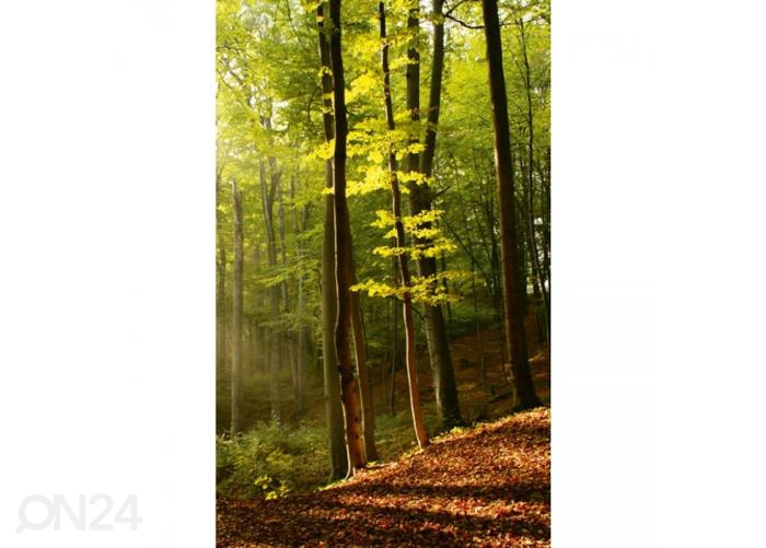Fliis fototapeet Forest 150x250 cm suurendatud