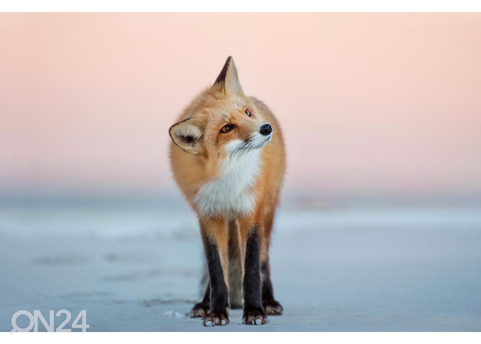 Fliis fototapeet Fox Turns Its Head suurendatud