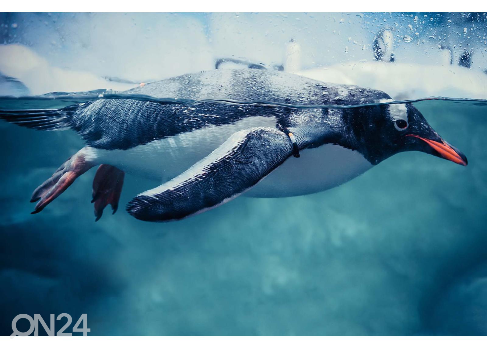 Fliis fototapeet Gentoo Penguin Swimming Marine Life suurendatud