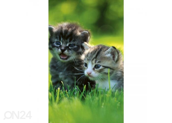 Fliis fototapeet Kittens 150x250 cm suurendatud