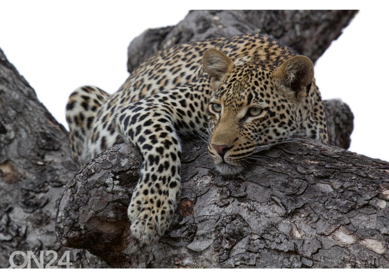 Fliis fototapeet Leopard In Tree suurendatud