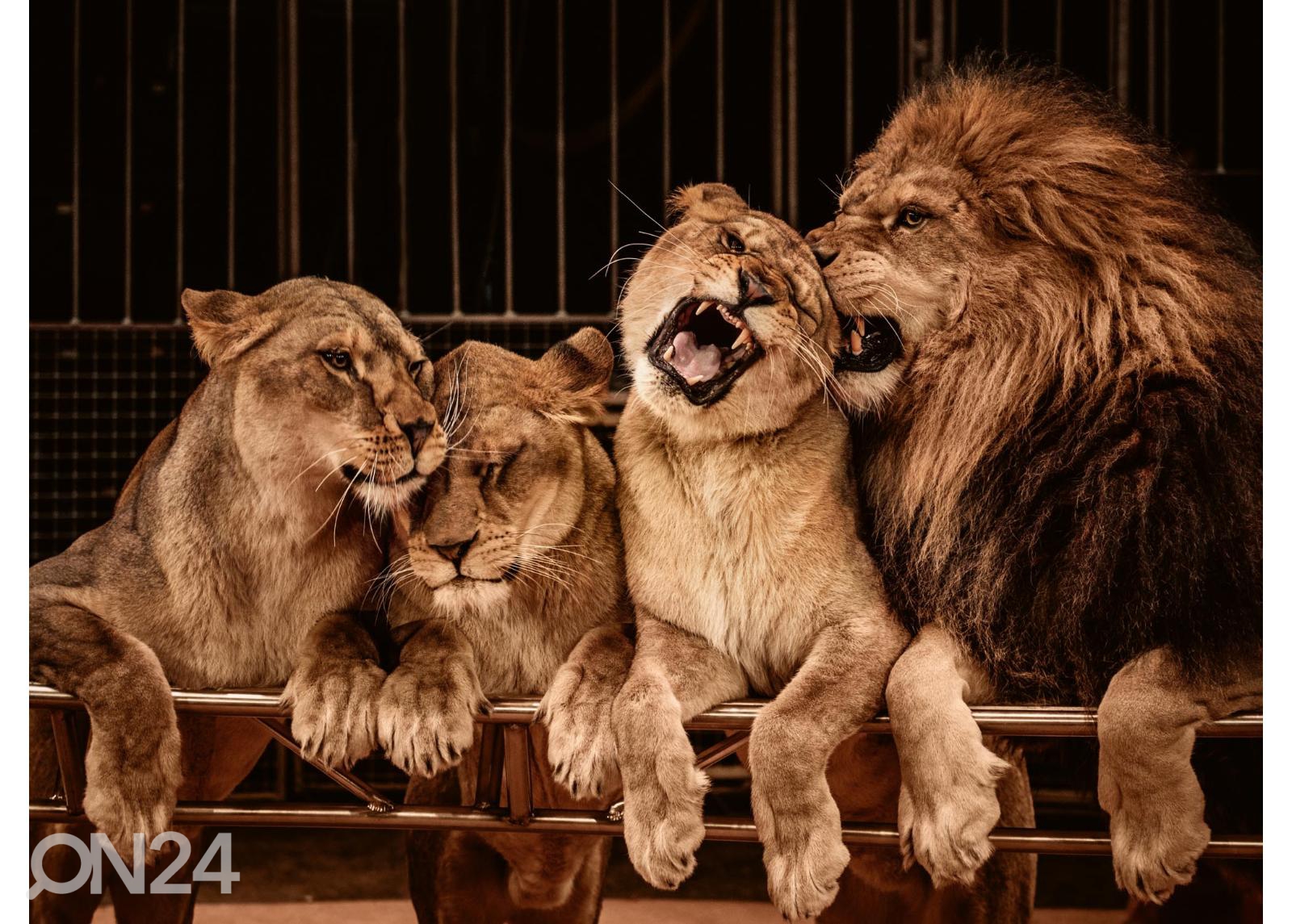 Fliis fototapeet Lion And Three Lioness suurendatud