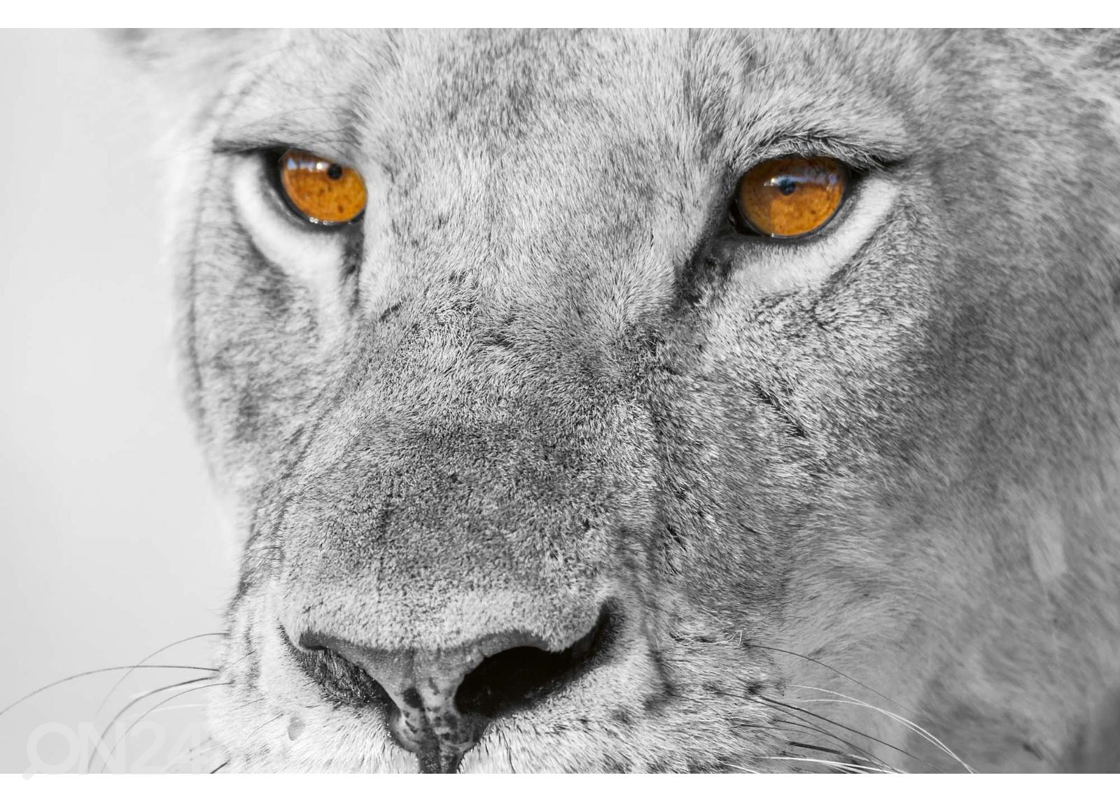 Fliis fototapeet Panthera Leo suurendatud