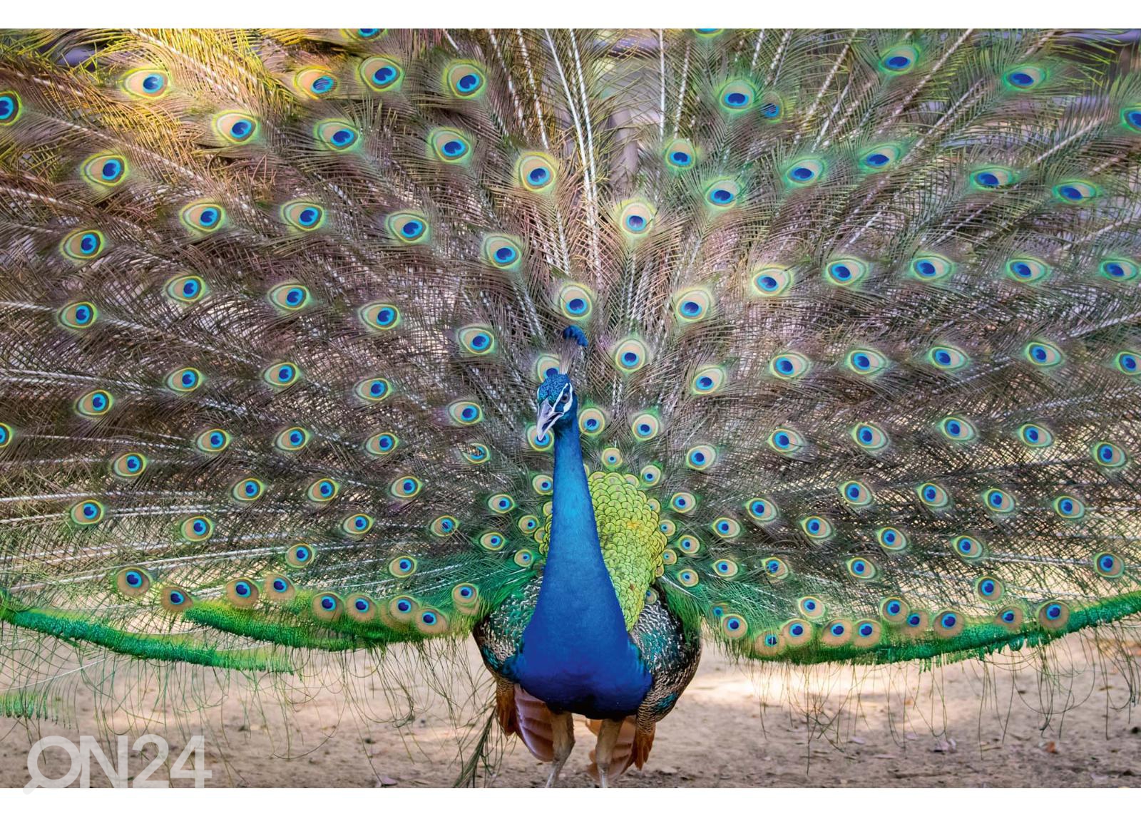 Fliis fototapeet Peacock Showing Its Beautiful Feathers suurendatud