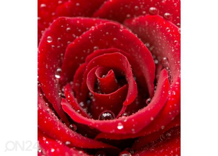 Fliis fototapeet Red rose 150x250 cm suurendatud