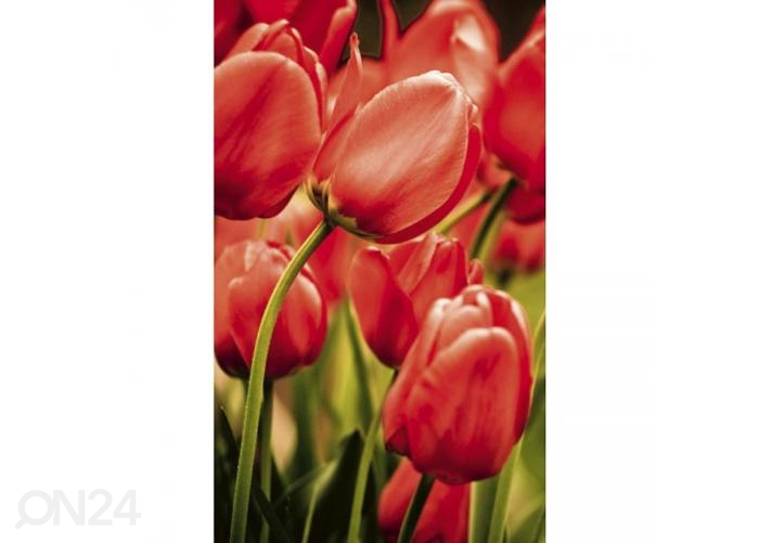 Fliis fototapeet Red tulips 150x250 cm suurendatud
