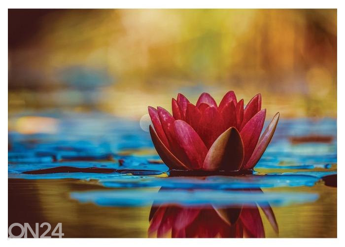Fliis fototapeet Rosy Water lily 368x254 cm suurendatud
