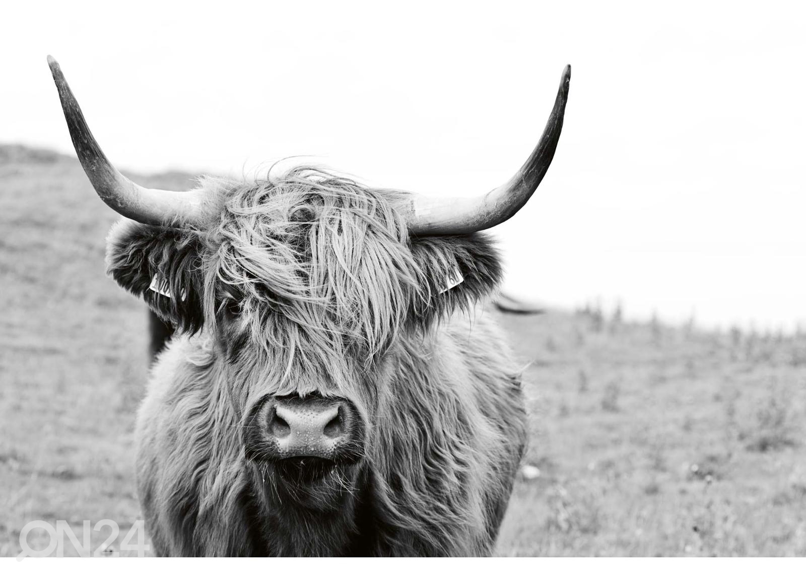 Fliis fototapeet Scottish Cow  suurendatud