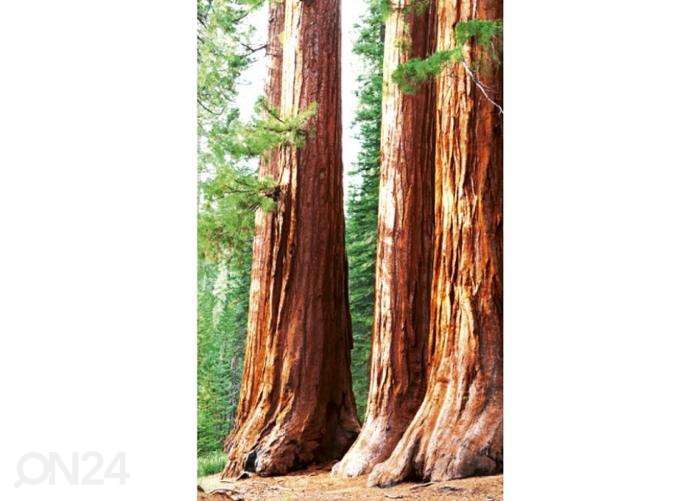 Fliis fototapeet Sequoia 150x250 cm suurendatud