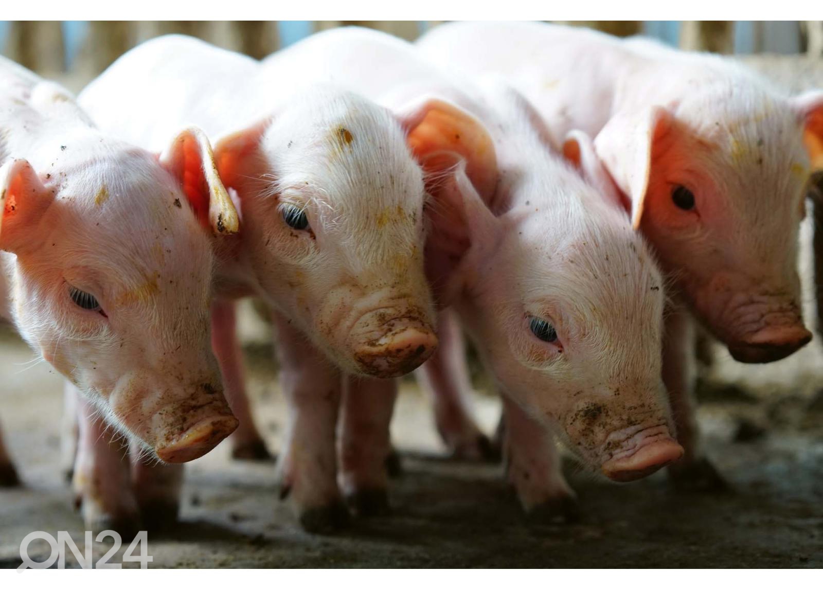 Fliis fototapeet Small Pigs In The Farm suurendatud