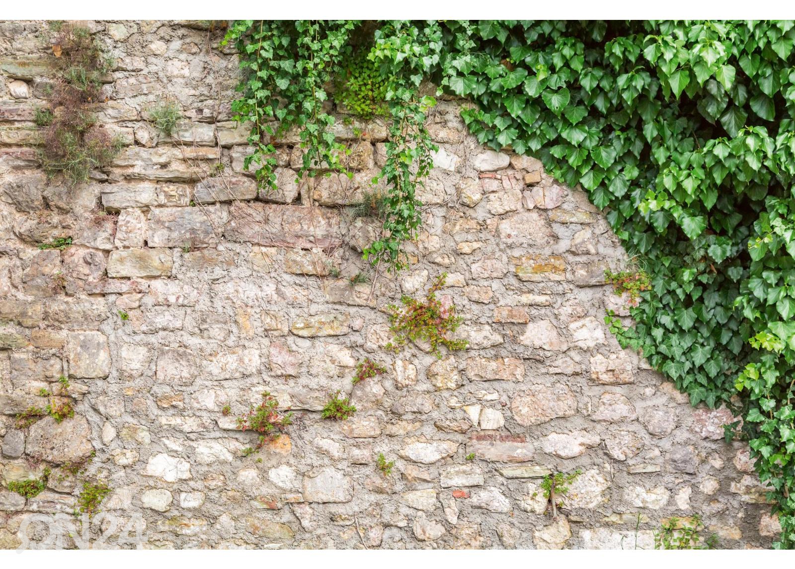 Fliis fototapeet Stone Wall With Leaves suurendatud