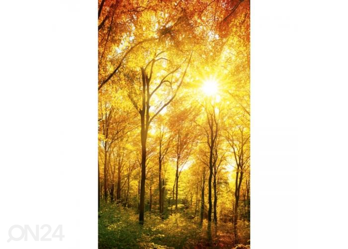 Fliis fototapeet Sunny forest 150x250 cm suurendatud