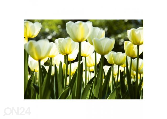 Fliis fototapeet White tulips 375x250 cm suurendatud