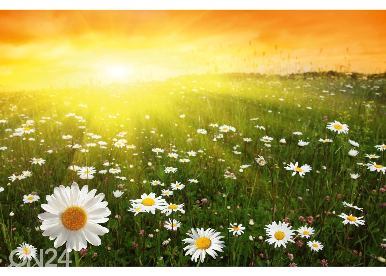 Isekleepuv fototapeet Flower Field In Sunset suurendatud