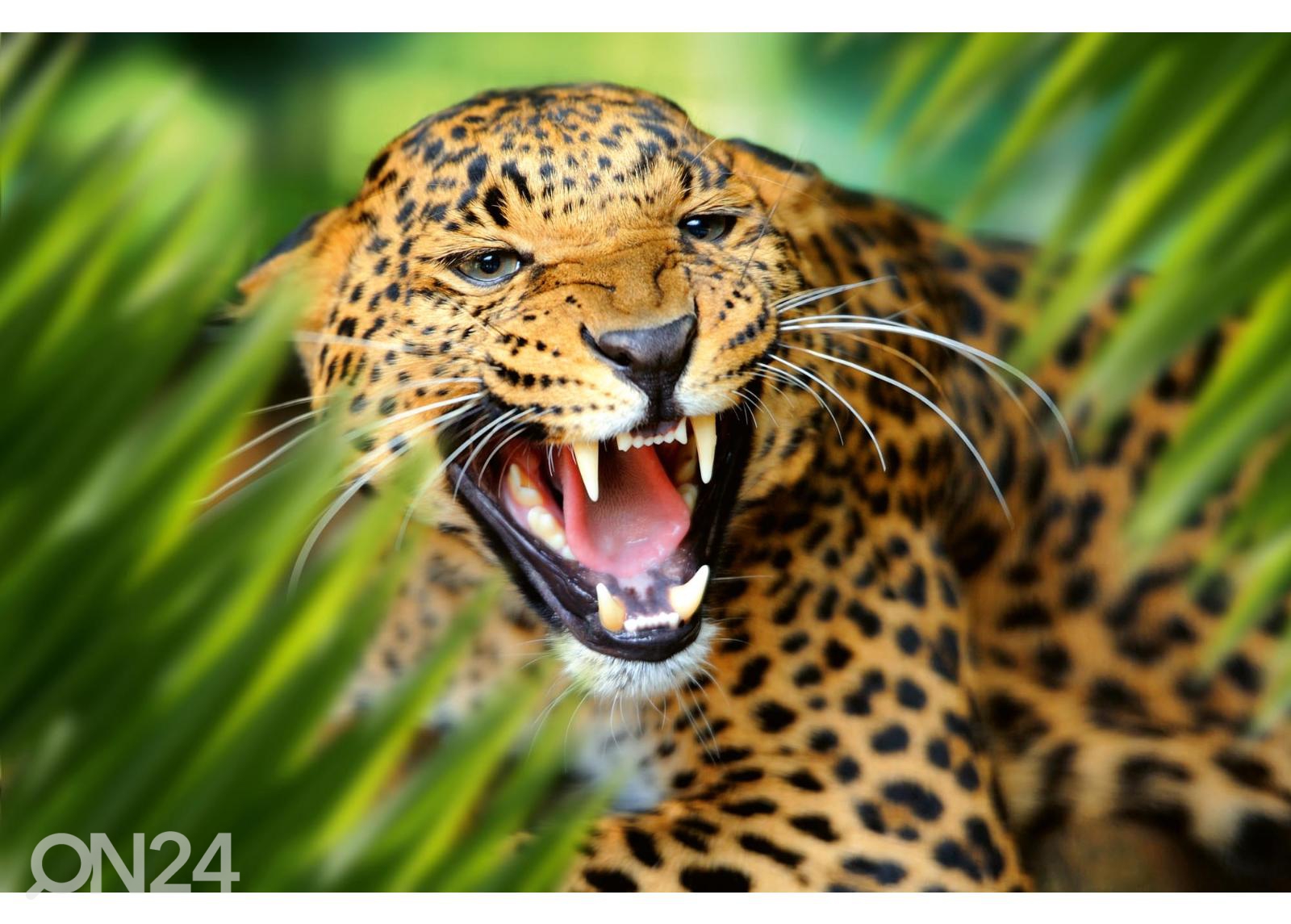 Isekleepuv fototapeet Leopard Portrait In Jungle suurendatud