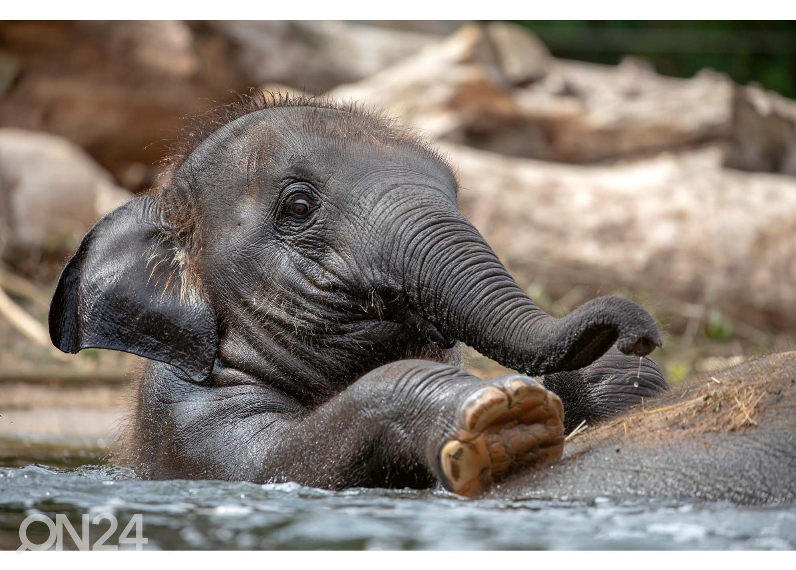 Isekleepuv fototapeet Young Indian Elephant suurendatud