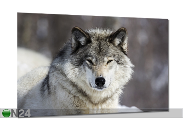 Klaaspilt Wolf 80x120 cm suurendatud