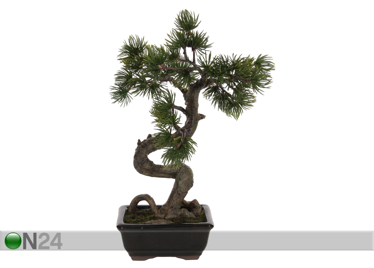 Minimänd bonsai 25 cm suurendatud