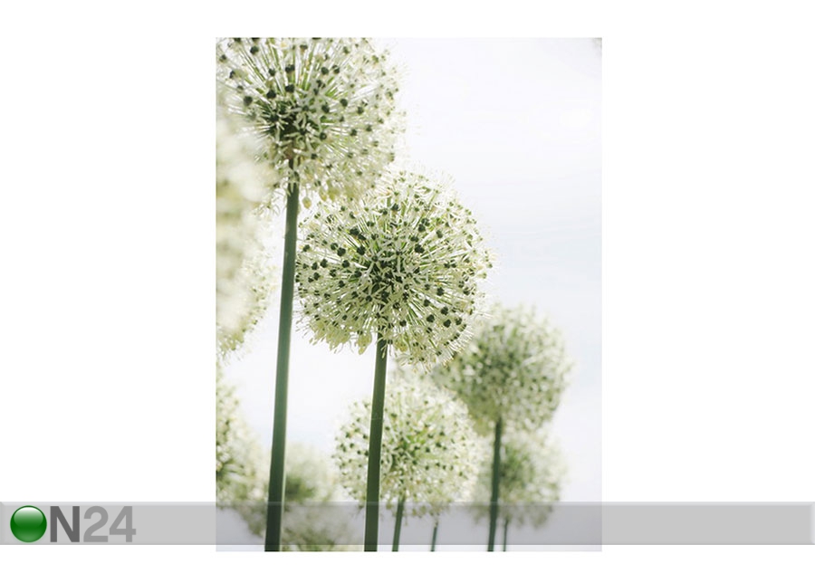 Pilt Allium, 30x40 cm suurendatud